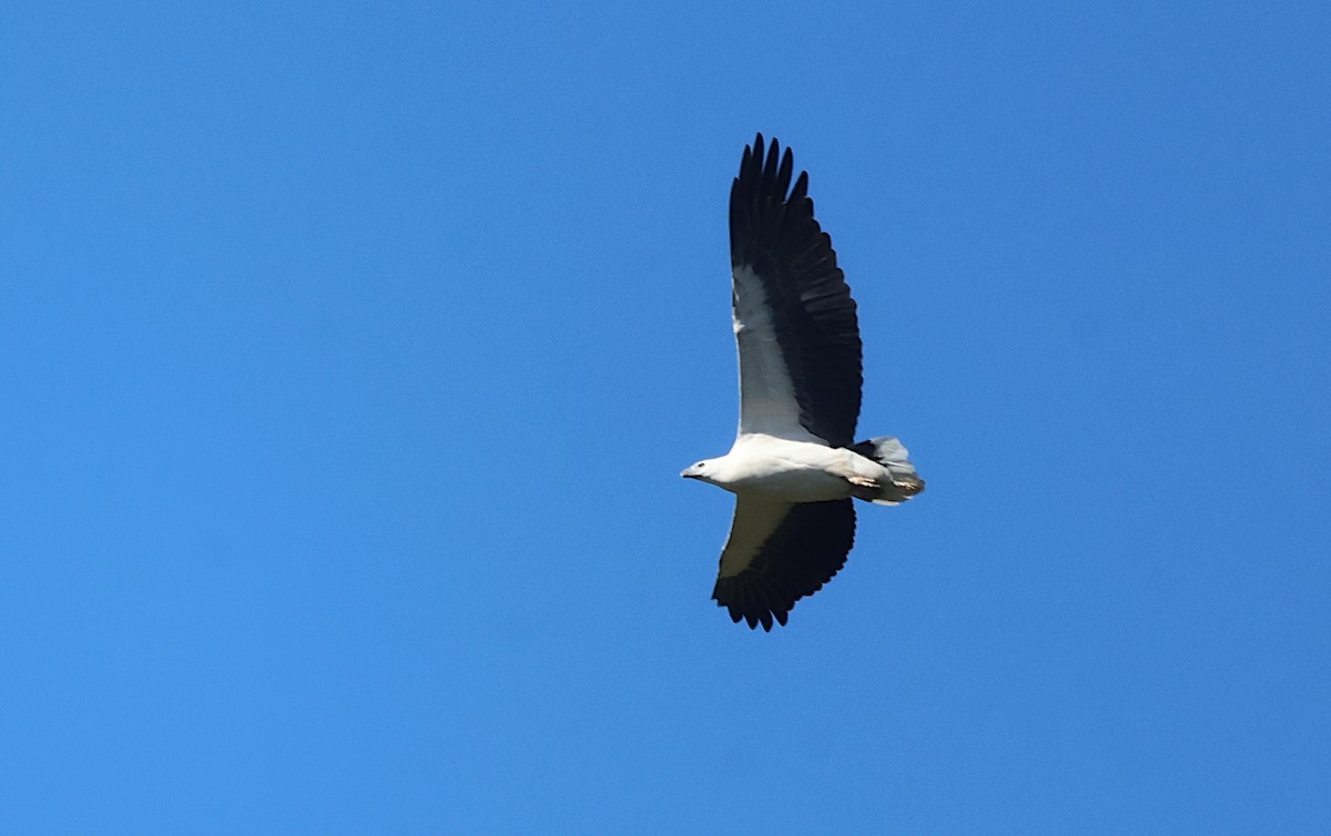 White-bellied Sea-Eagle - Tom Tarrant