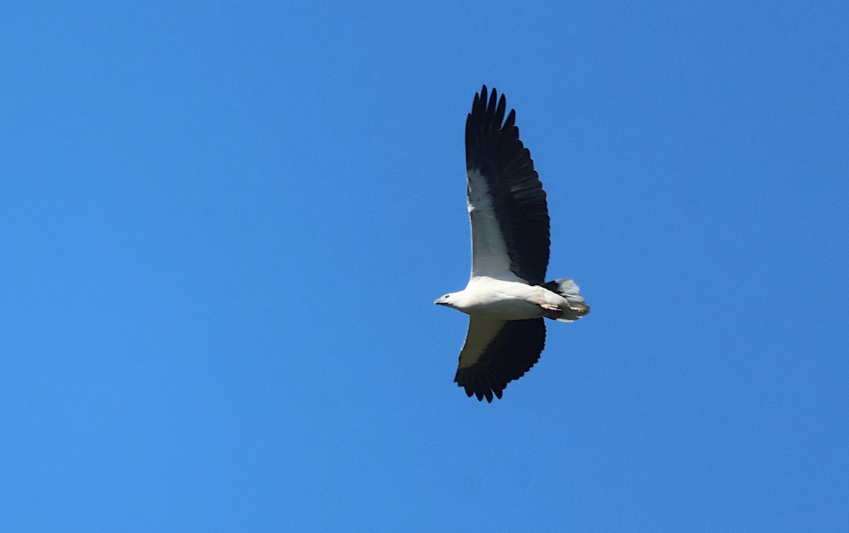 White-bellied Sea-Eagle - ML619660399