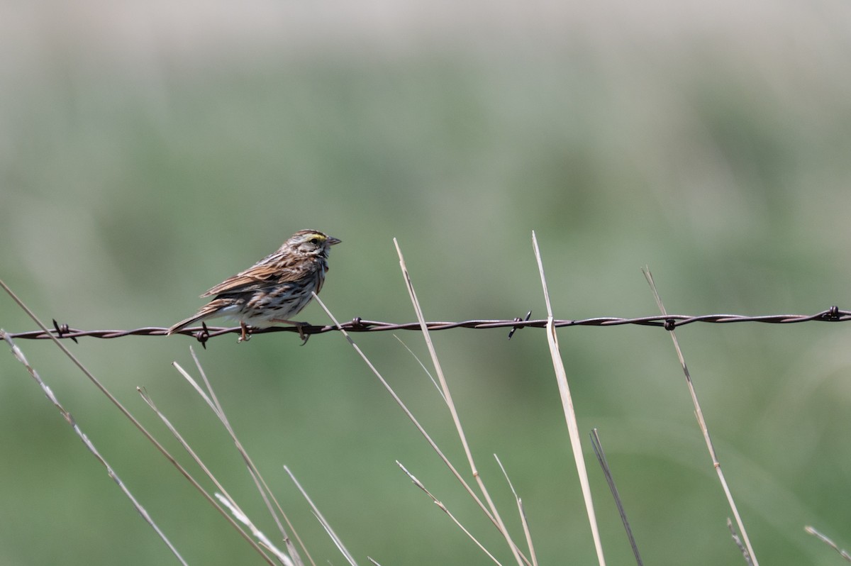 Savannah Sparrow - Isaac Boardman