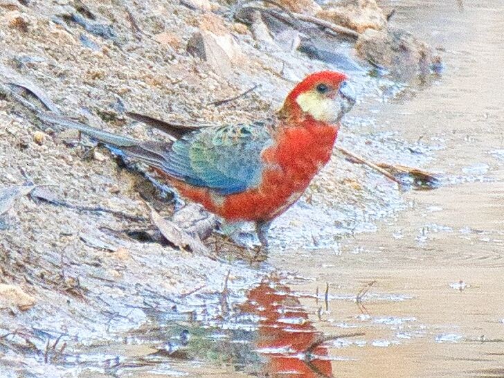 Western Rosella - Mark Pronger