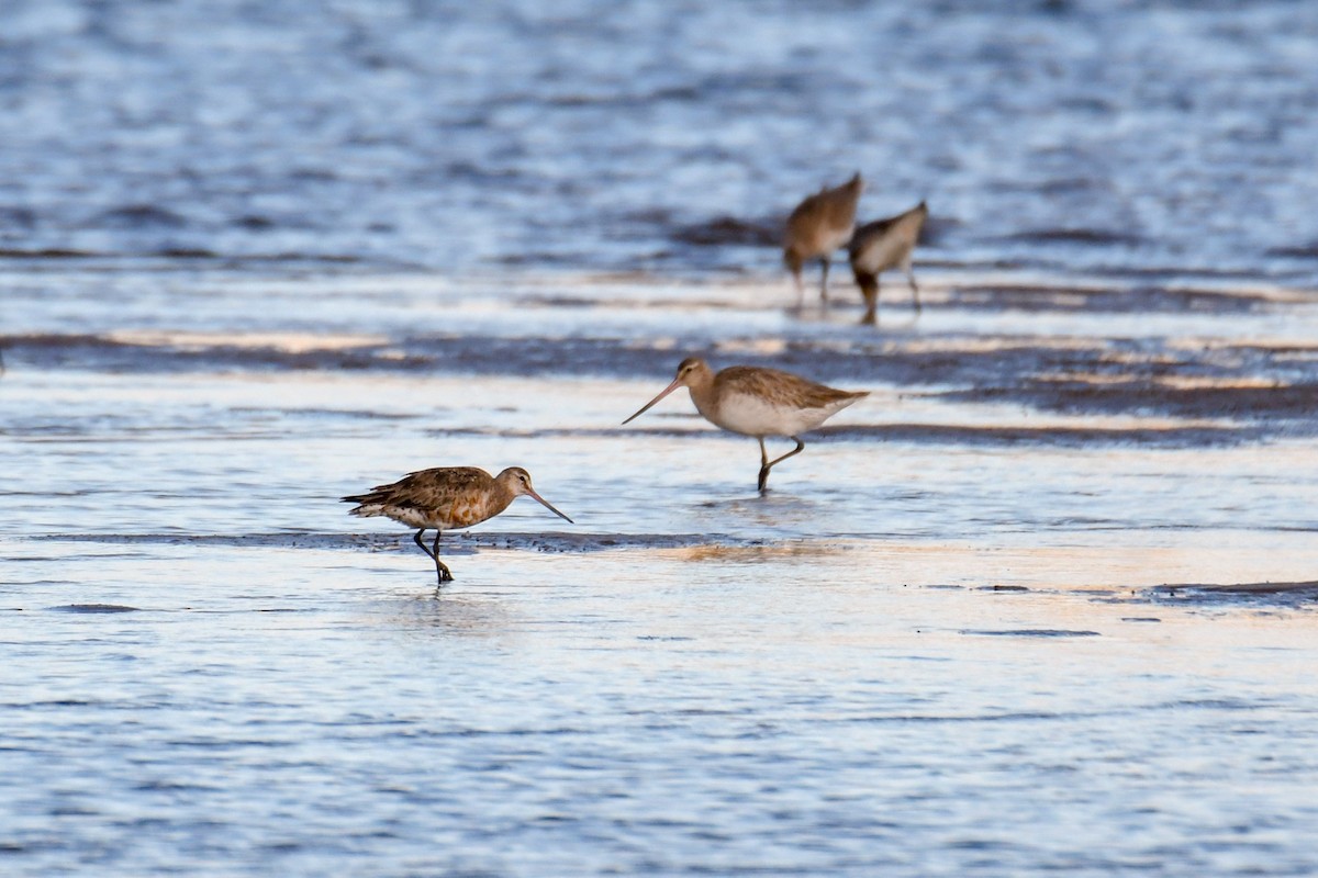 Hudsonian Godwit - Trevor Ross