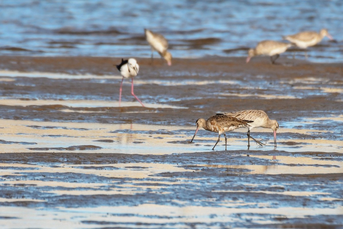 Hudsonian Godwit - Trevor Ross