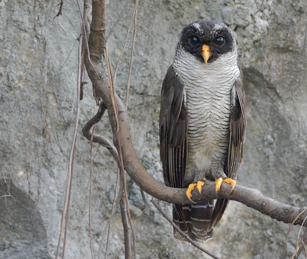 Black-and-white Owl - Jorge Dangel