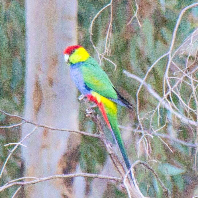 Red-capped Parrot - Mark Pronger