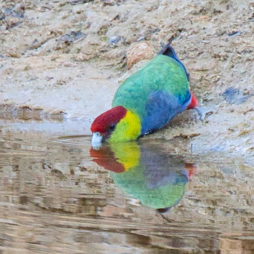 Red-capped Parrot - Mark Pronger