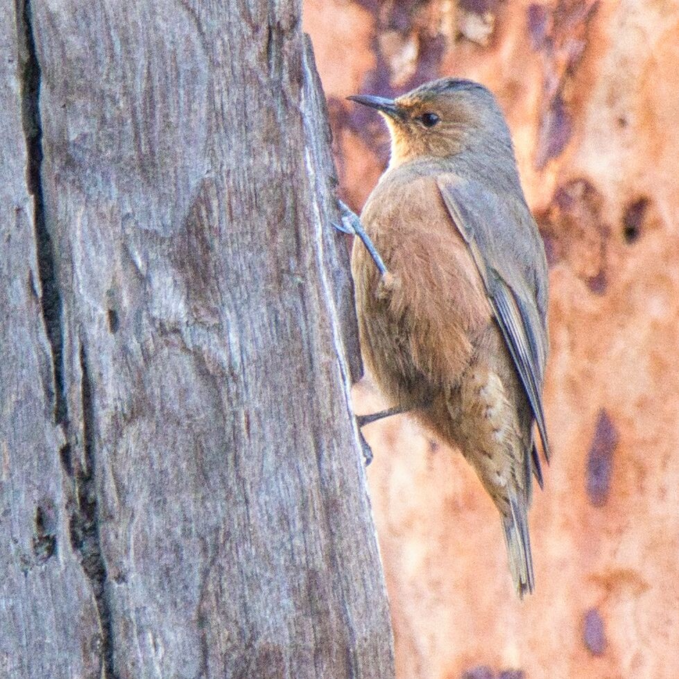 Rufous Treecreeper - ML619660423