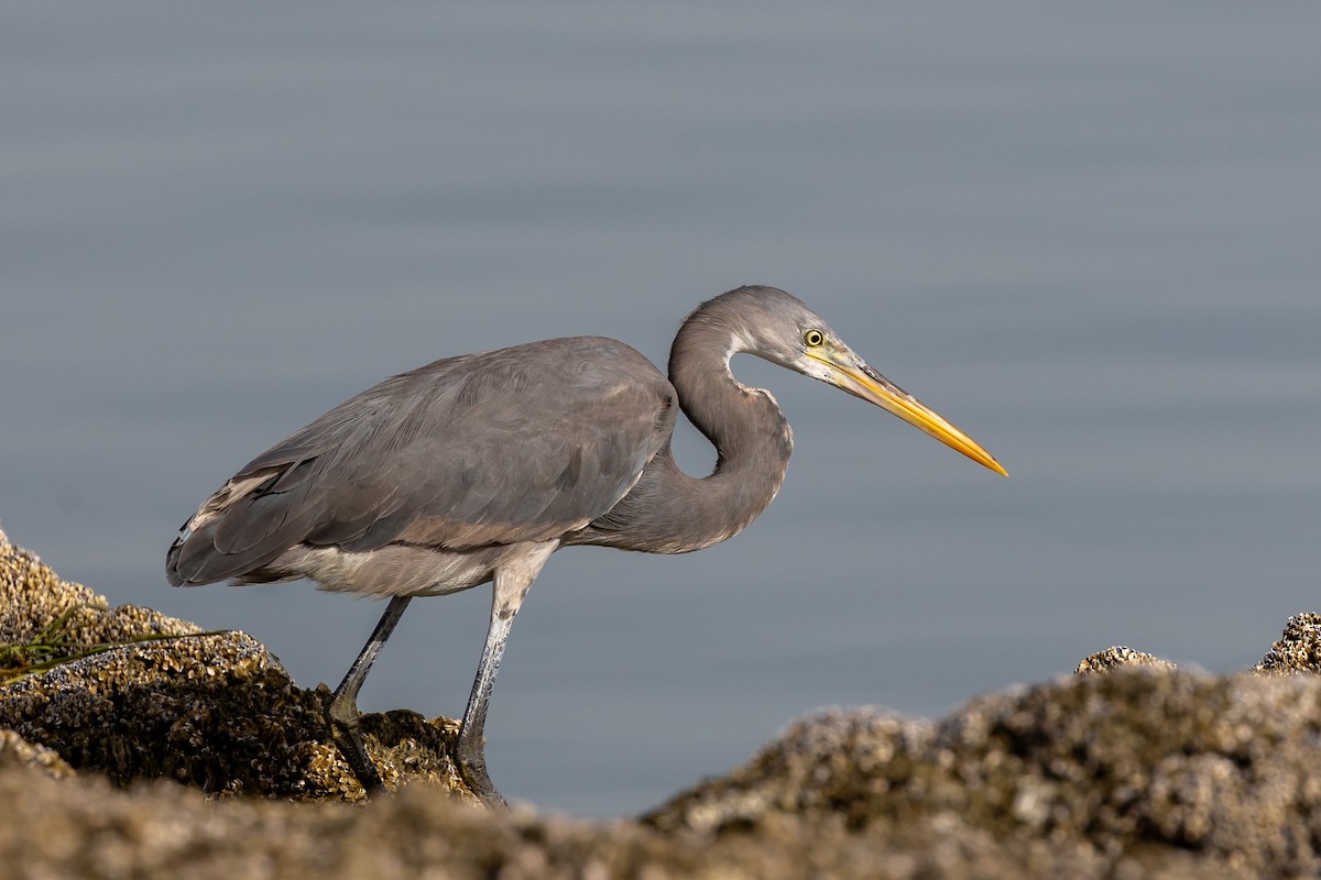 Western Reef-Heron - Nikos Mavris