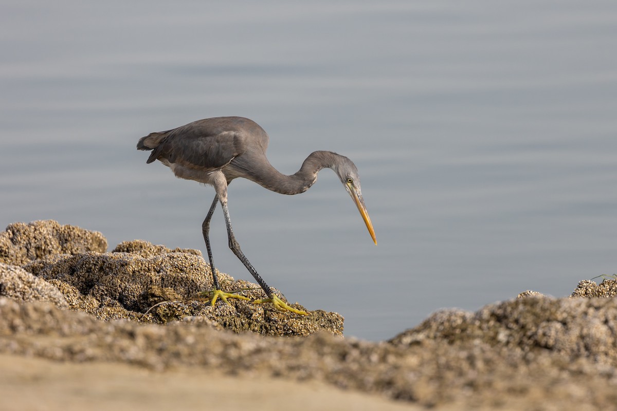 Western Reef-Heron - Nikos Mavris