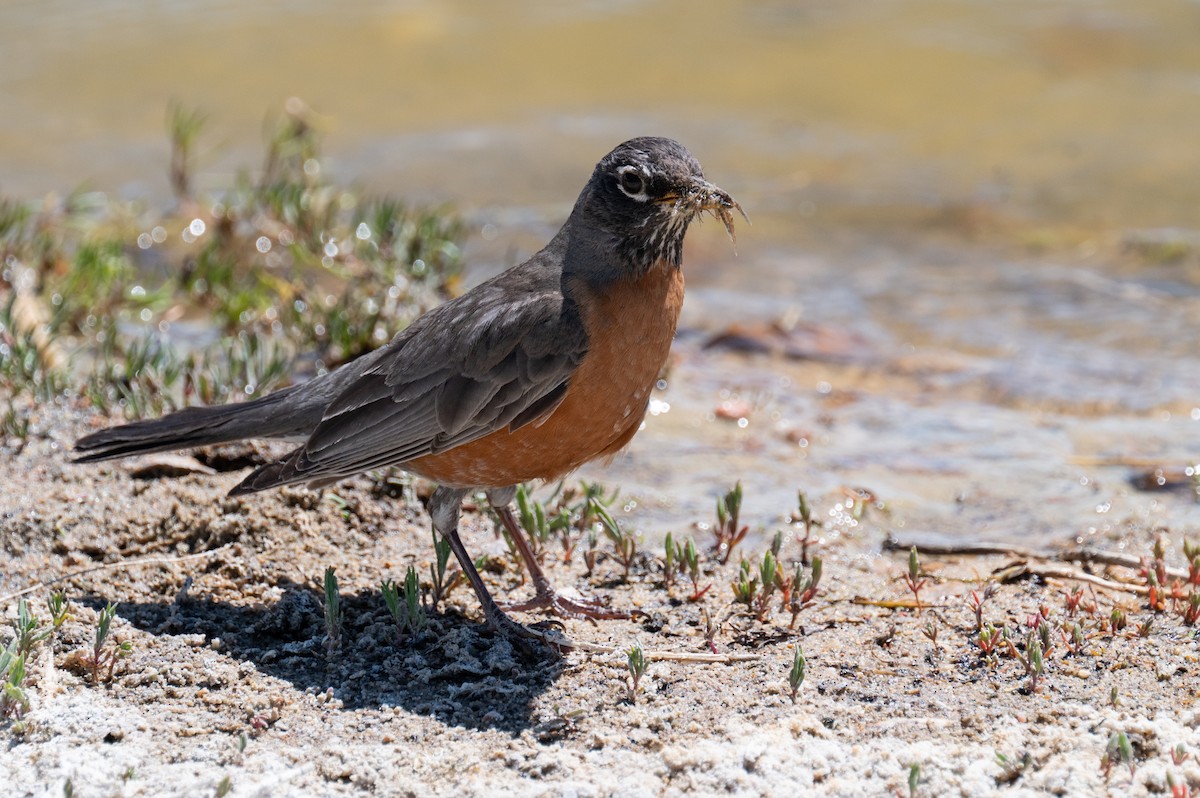 American Robin - ML619660426