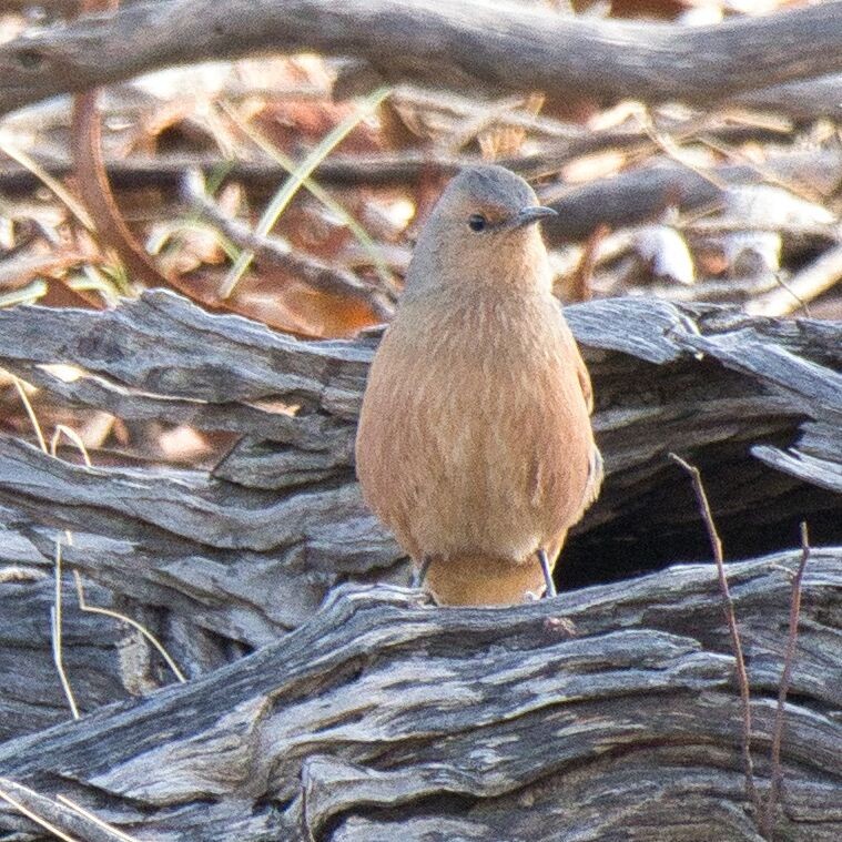 Rufous Treecreeper - Mark Pronger