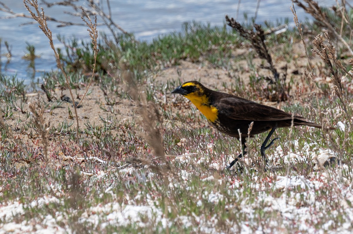 Yellow-headed Blackbird - Isaac Boardman