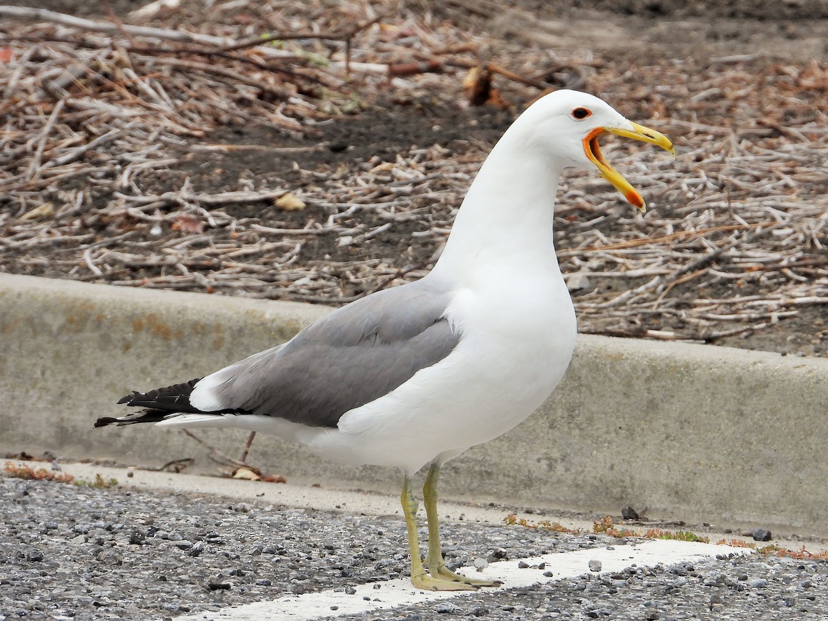 California Gull - Carol Ann Krug Graves