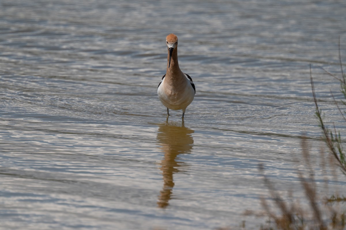 American Avocet - Isaac Boardman