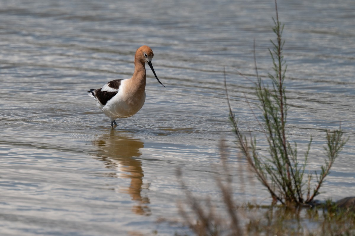 American Avocet - Isaac Boardman