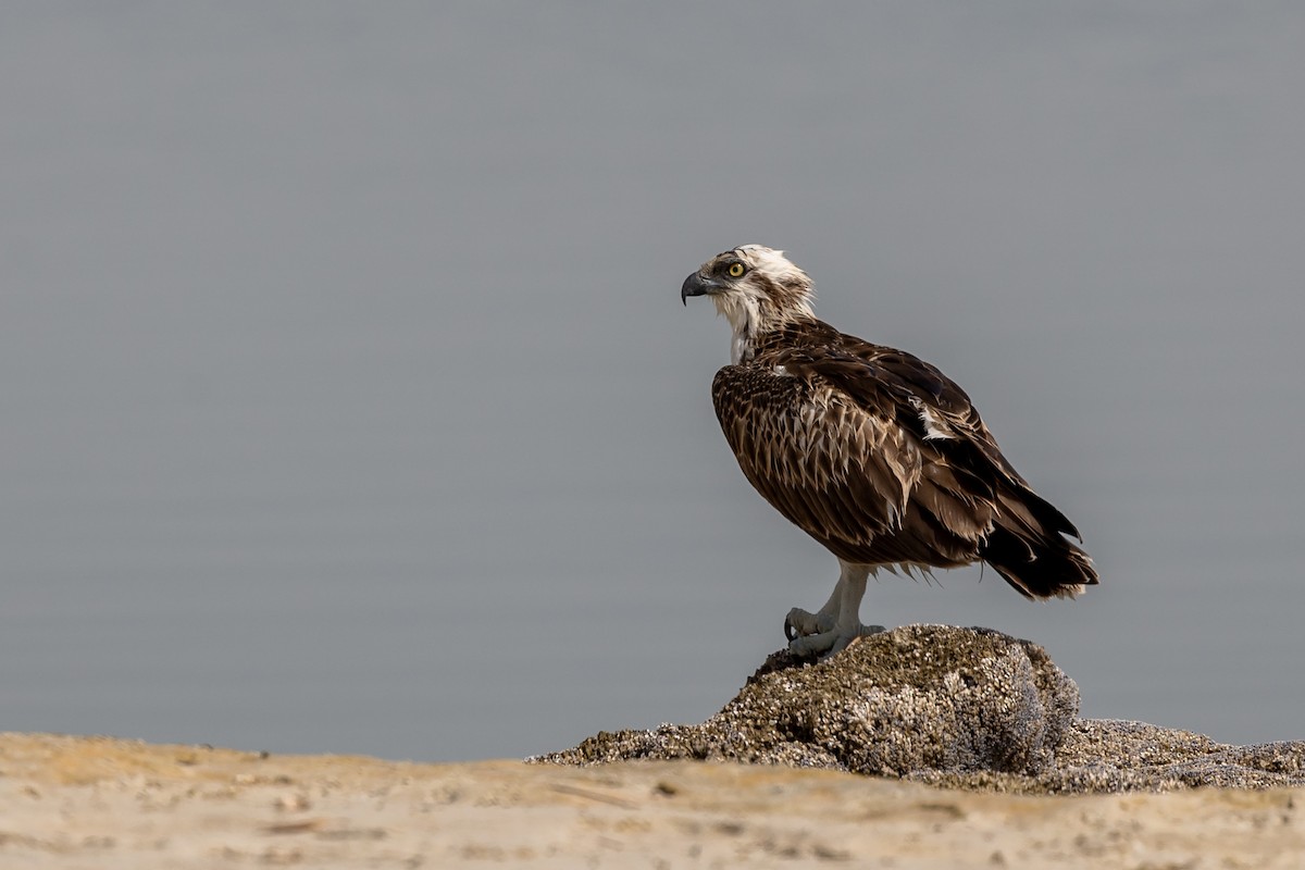 Osprey - Nikos Mavris