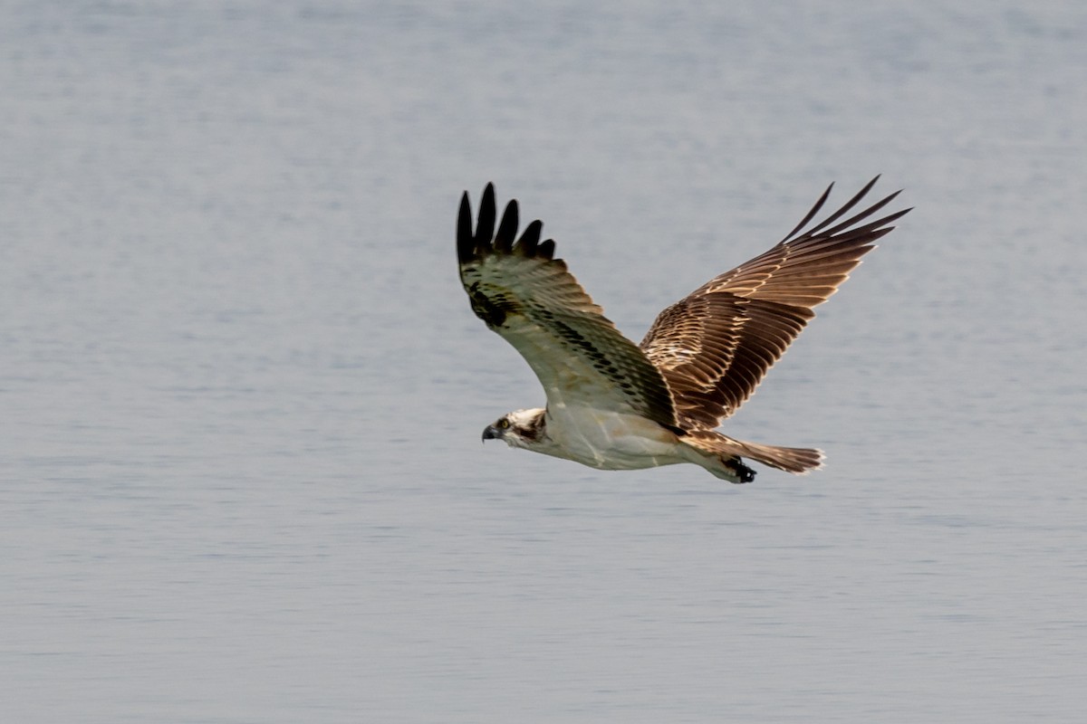 Osprey - Nikos Mavris