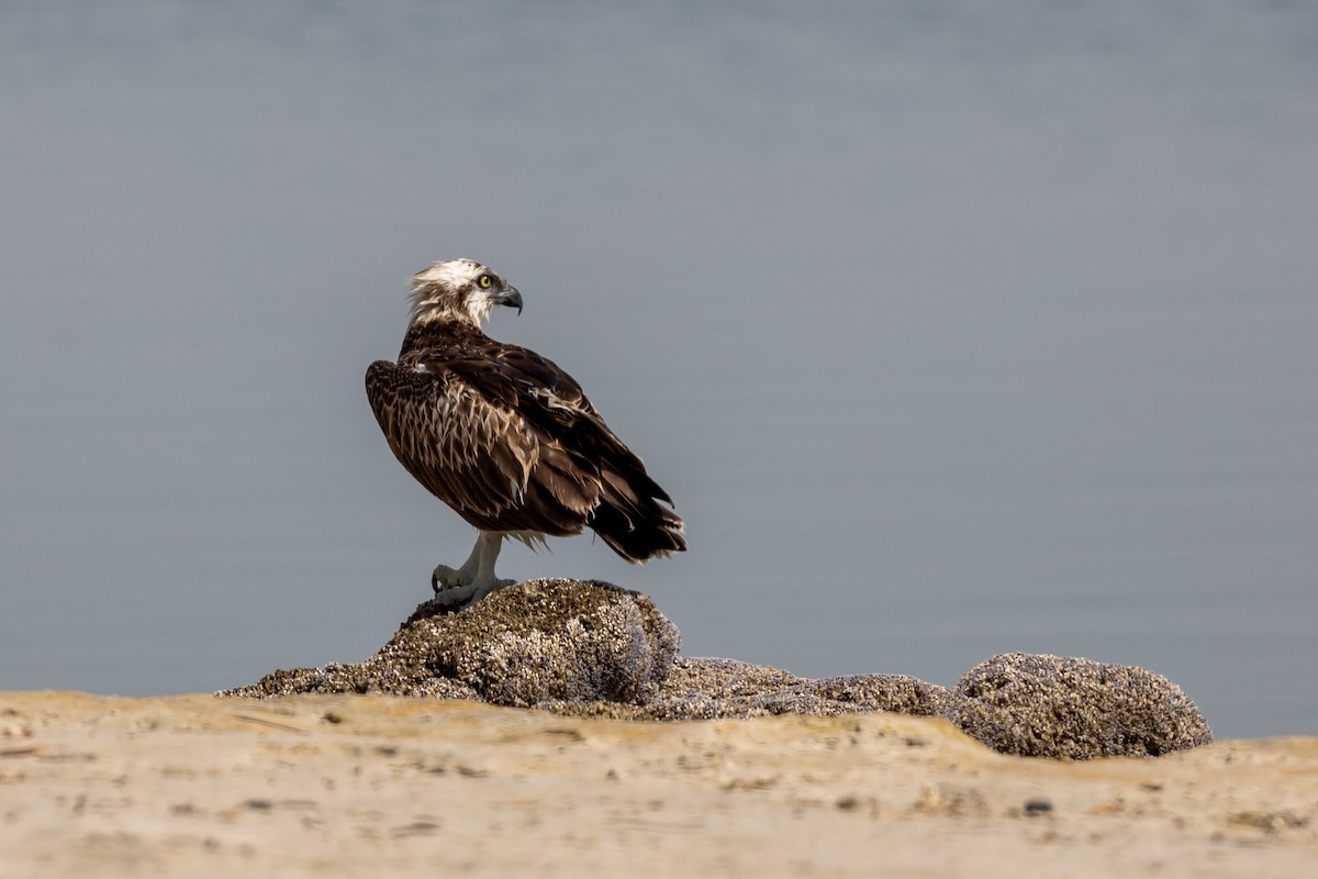 Osprey - Nikos Mavris