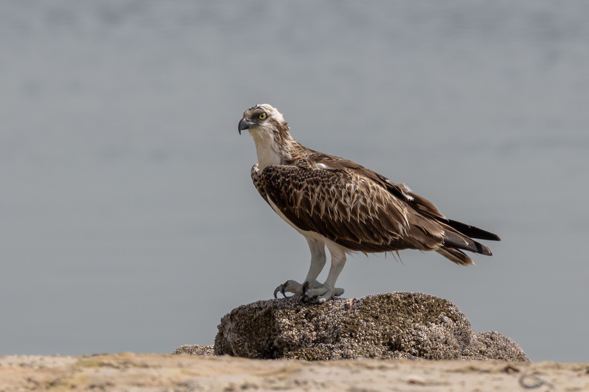 Osprey - Nikos Mavris