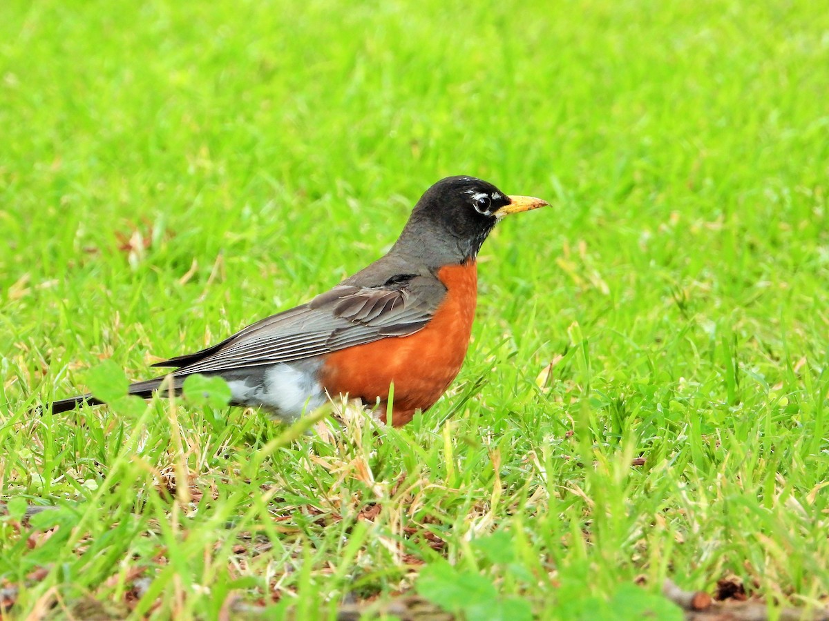 American Robin - Carol Ann Krug Graves