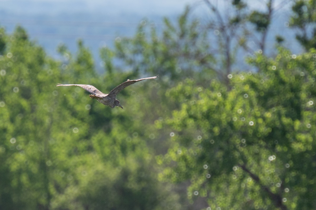 Black-crowned Night Heron - Isaac Boardman