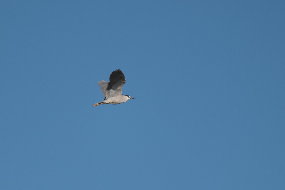 Black-crowned Night Heron - Isaac Boardman