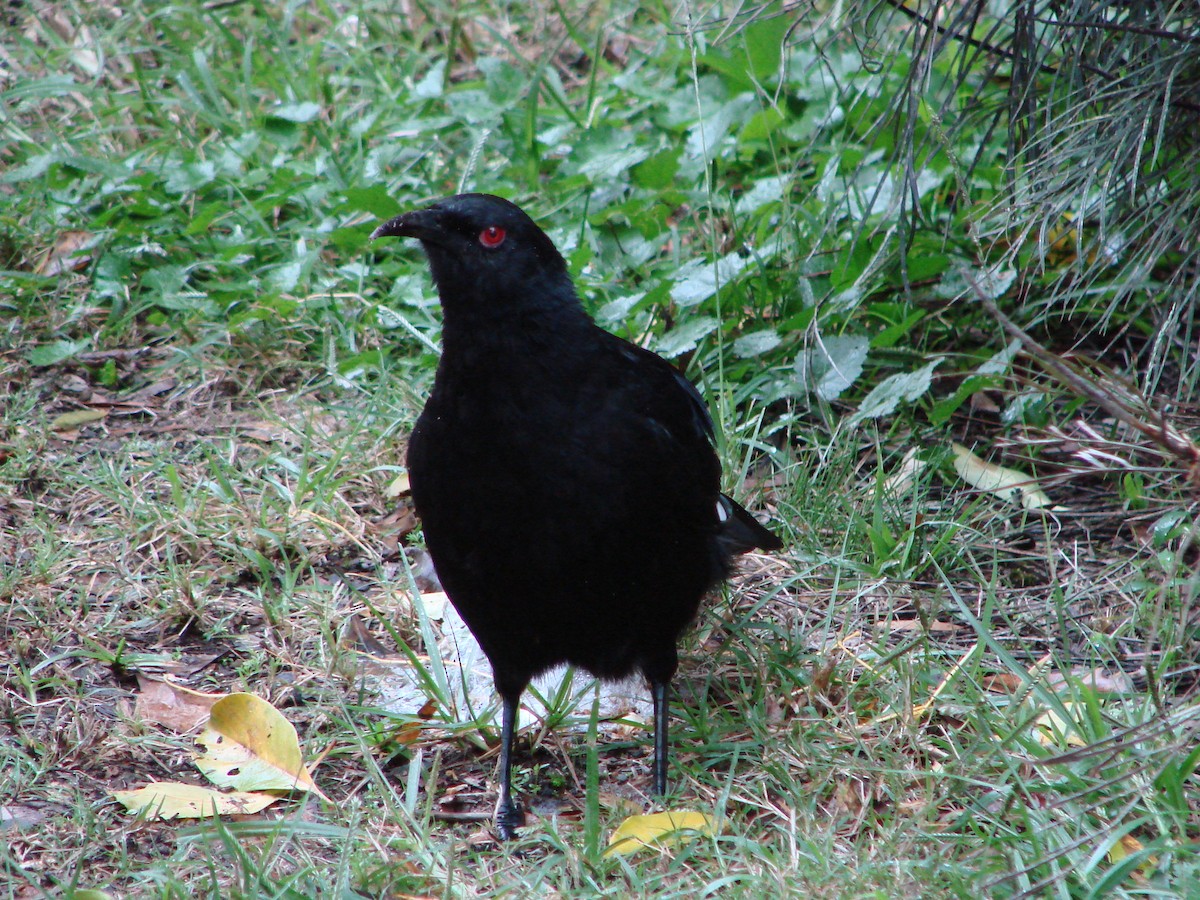 White-winged Chough - Andrew Bishop