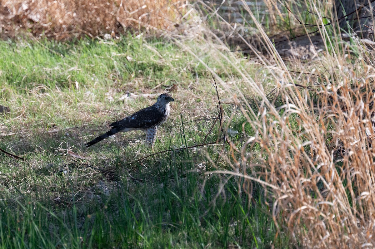 Cooper's Hawk - Isaac Boardman