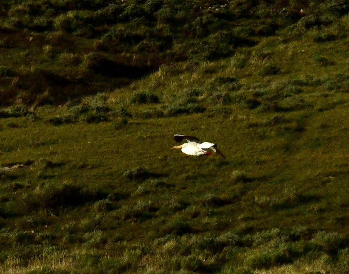 American White Pelican - ML619660465