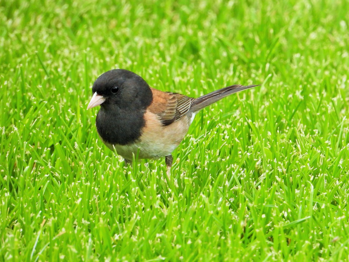 Dark-eyed Junco - Carol Ann Krug Graves