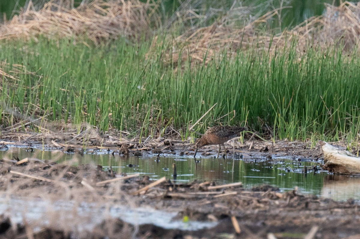 Long-billed Dowitcher - ML619660470