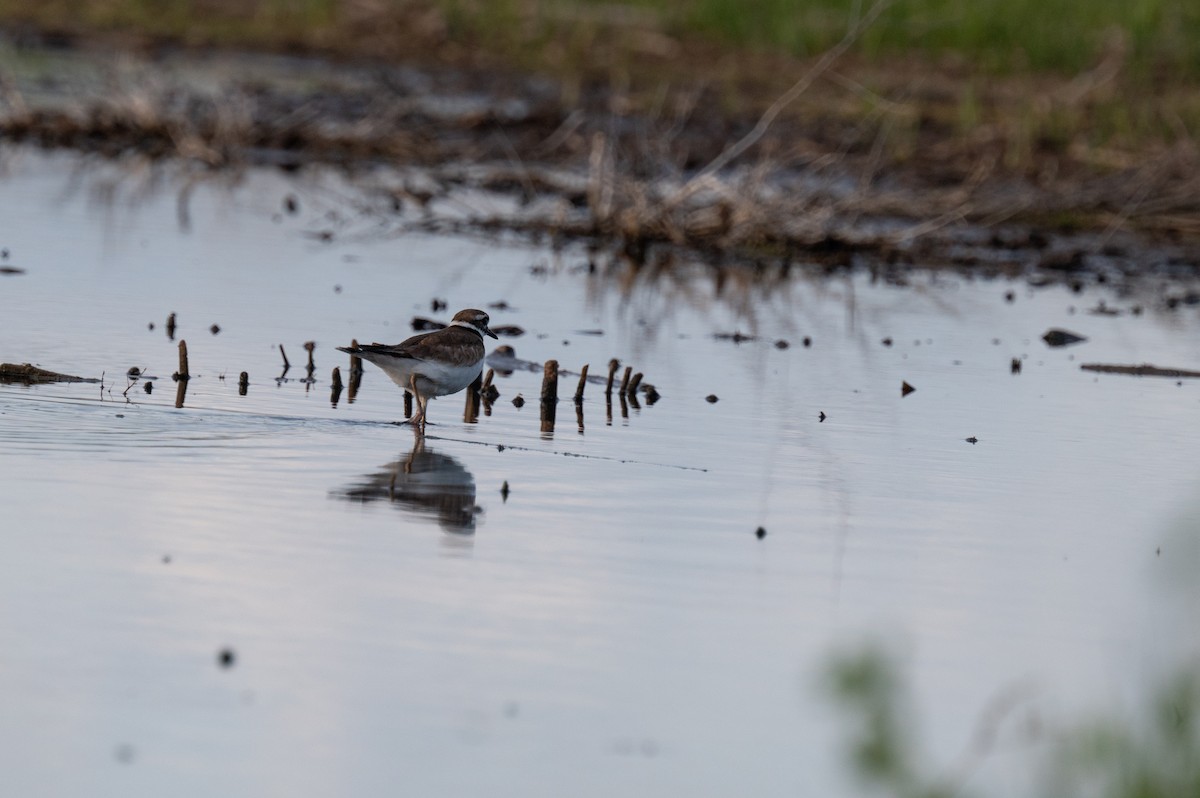 Killdeer - Isaac Boardman