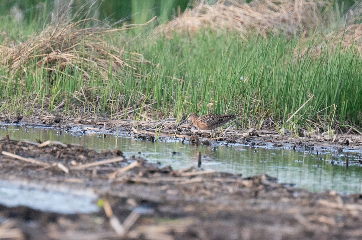 Long-billed Dowitcher - Isaac Boardman