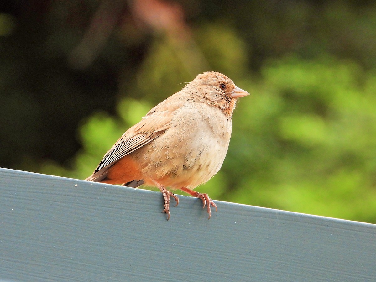 California Towhee - Carol Ann Krug Graves