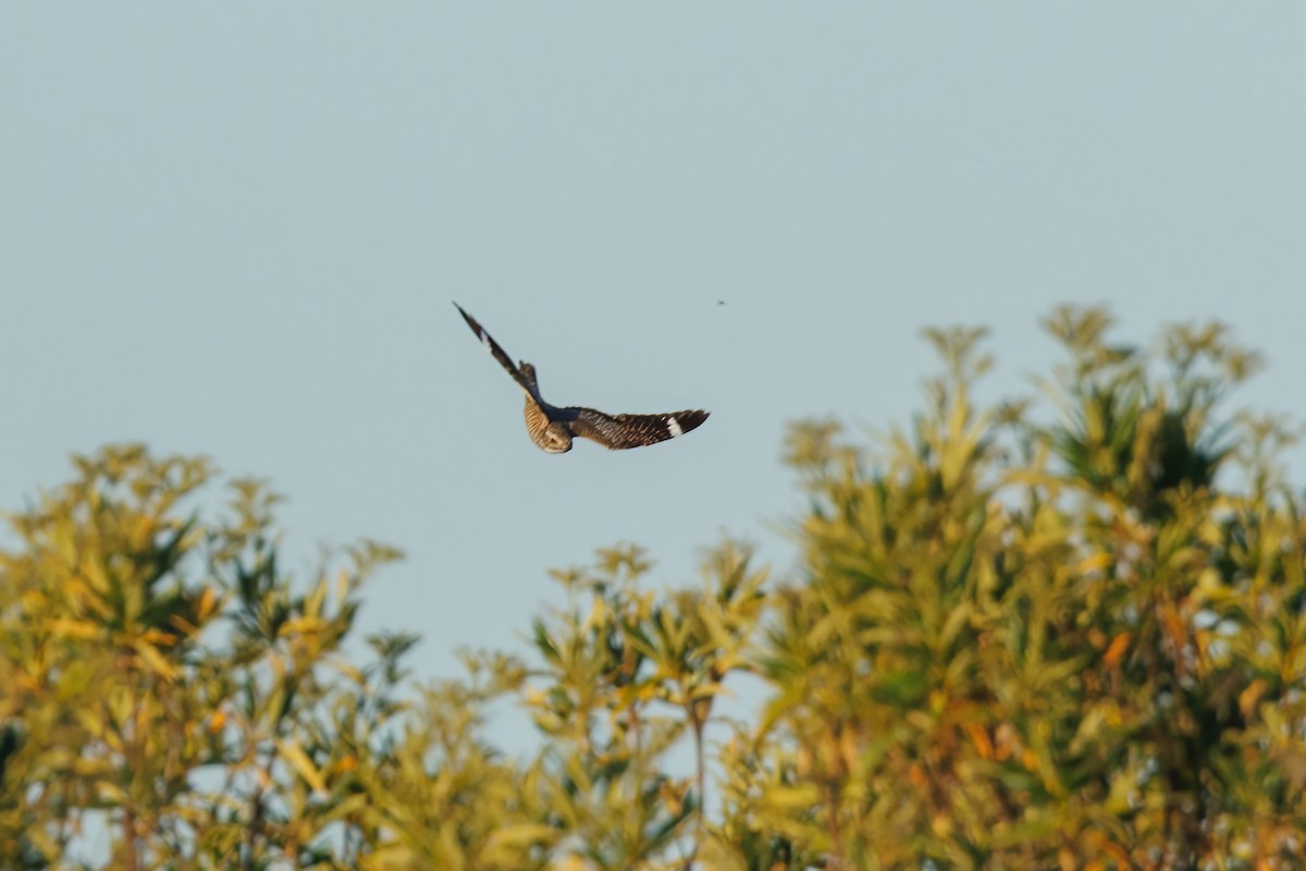 Lesser Nighthawk - Samuel Schmidt