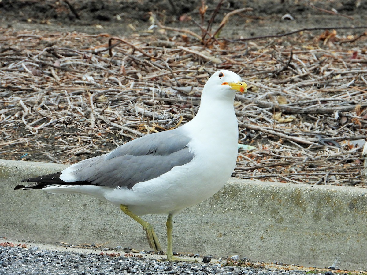 California Gull - Carol Ann Krug Graves