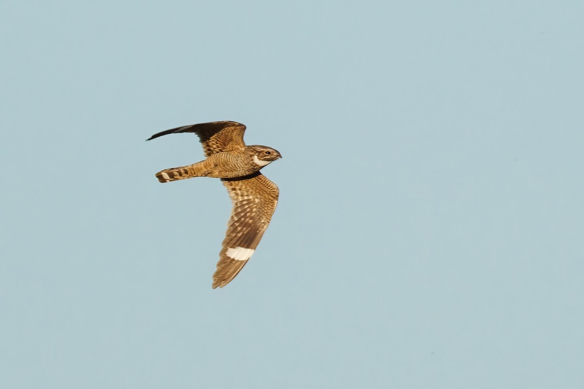 Lesser Nighthawk - Samuel Schmidt