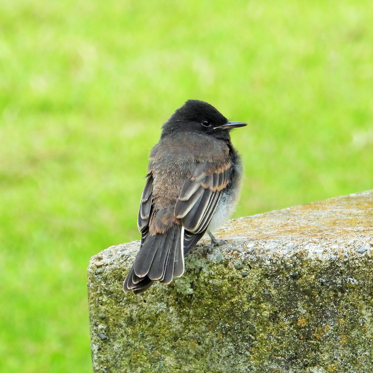 Black Phoebe - Carol Ann Krug Graves