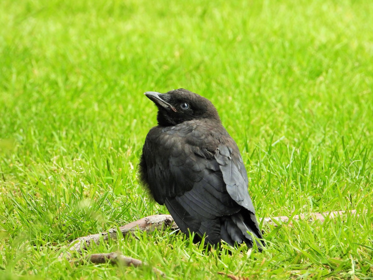 American Crow - Carol Ann Krug Graves