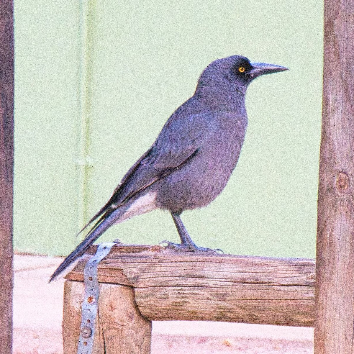 Gray Currawong - ML619660485