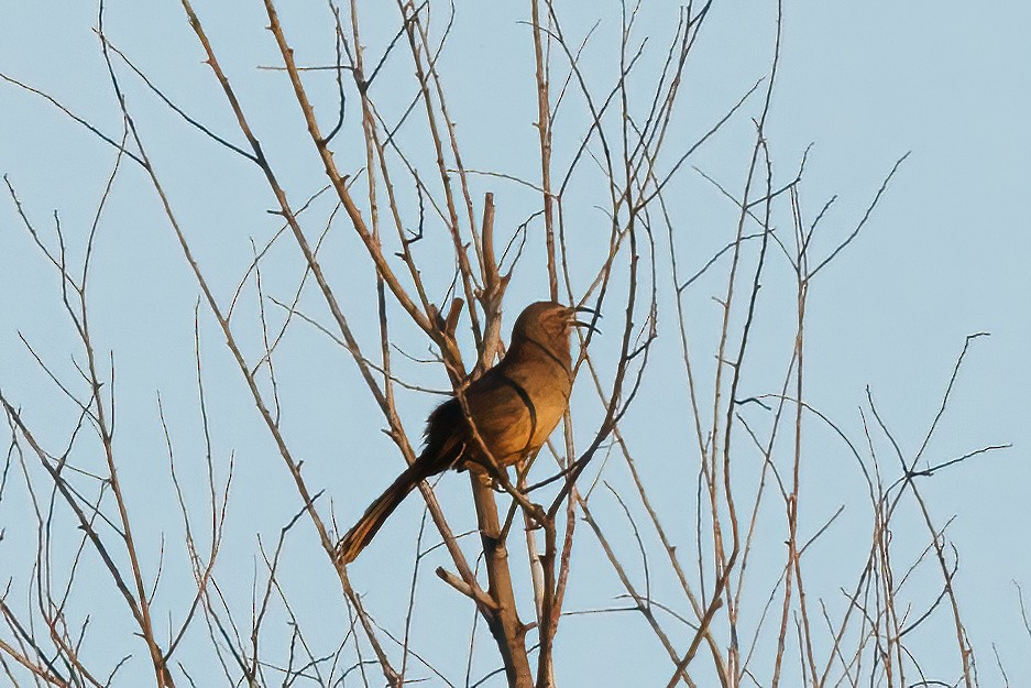 California Thrasher - Samuel Schmidt