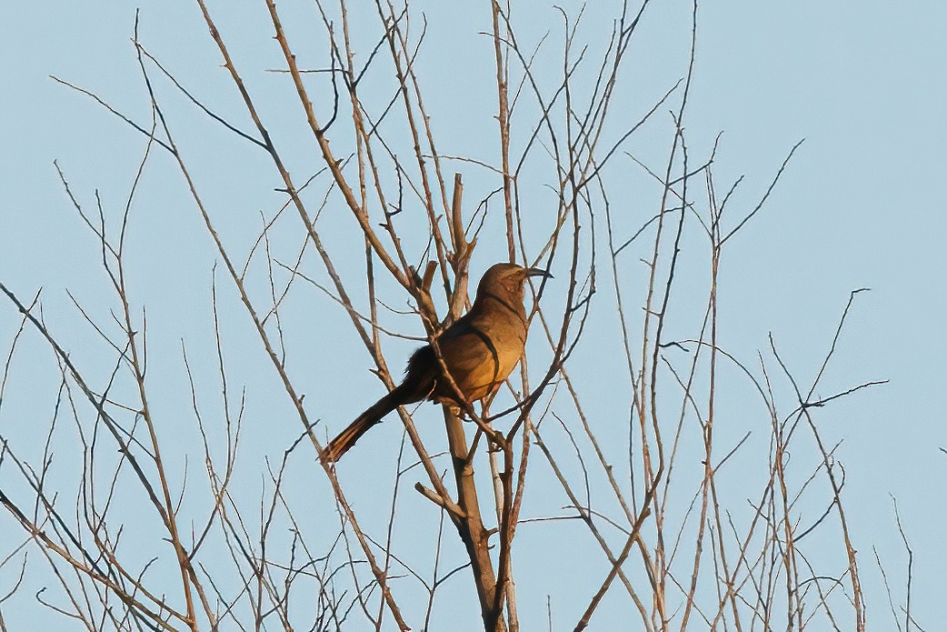 California Thrasher - Samuel Schmidt