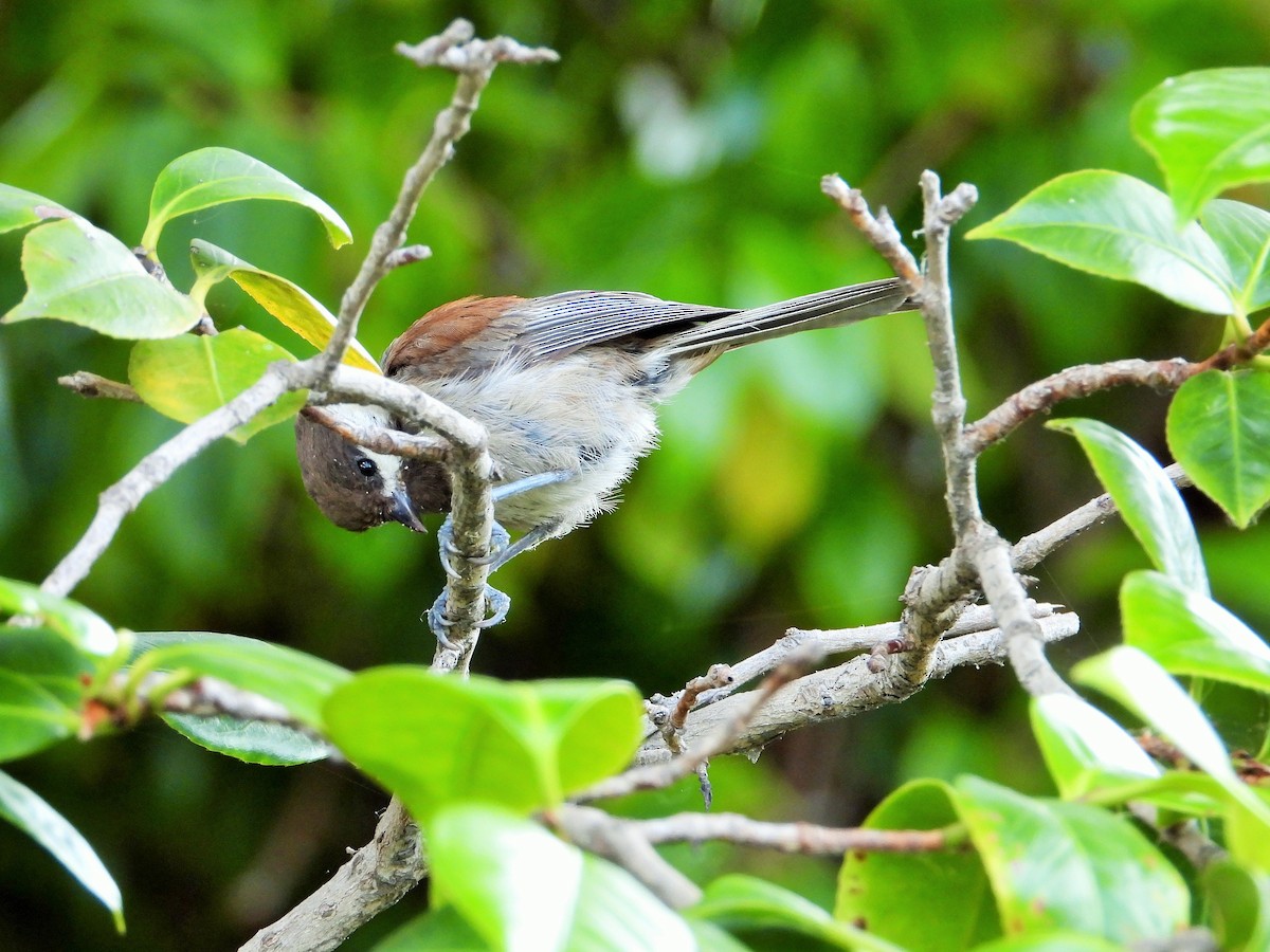 Chestnut-backed Chickadee - Carol Ann Krug Graves