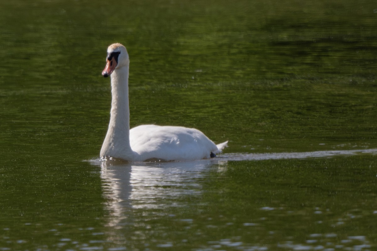 Mute Swan - Anonymous