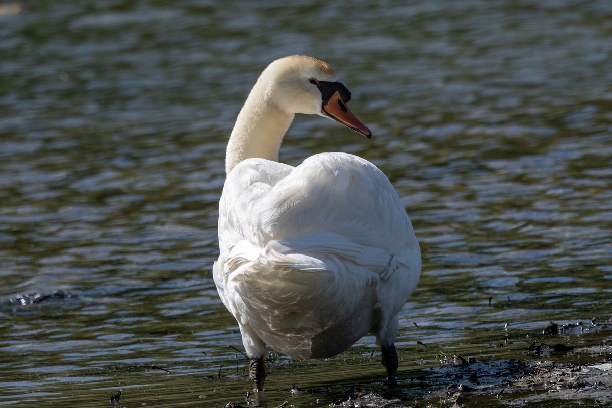 Cygne tuberculé - ML619660493