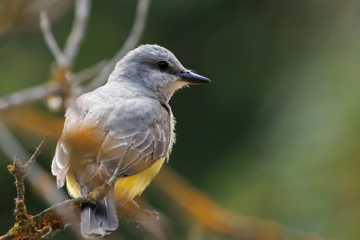 Western Kingbird - Samuel Schmidt