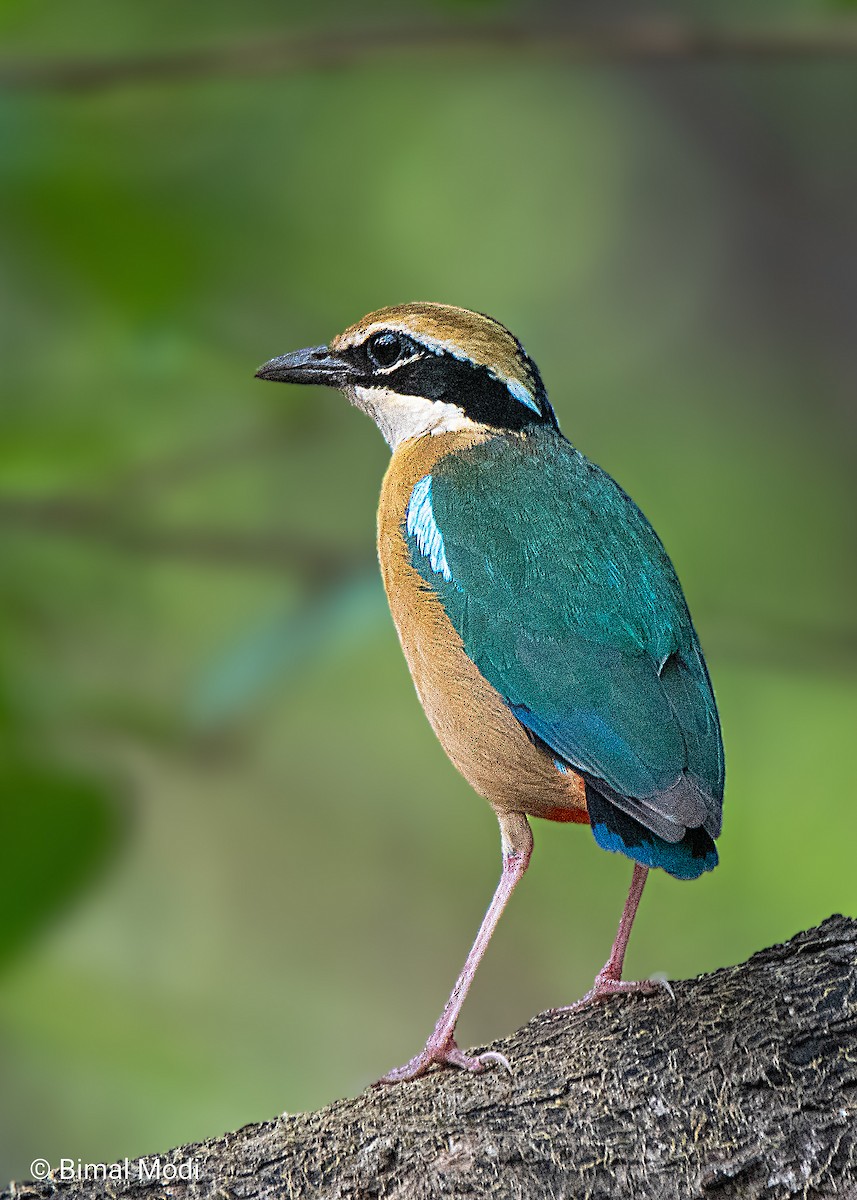 Indian Pitta - Bimal Modi