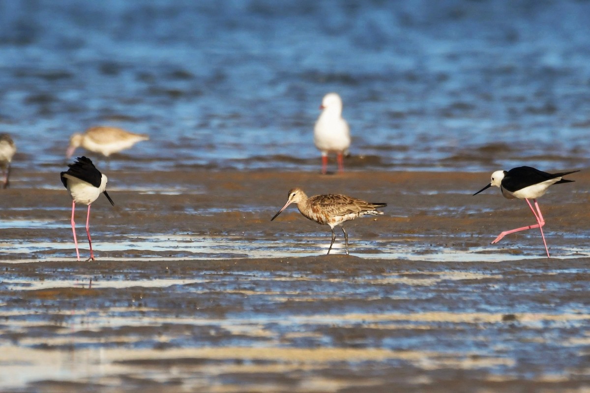 Hudsonian Godwit - Trevor Ross