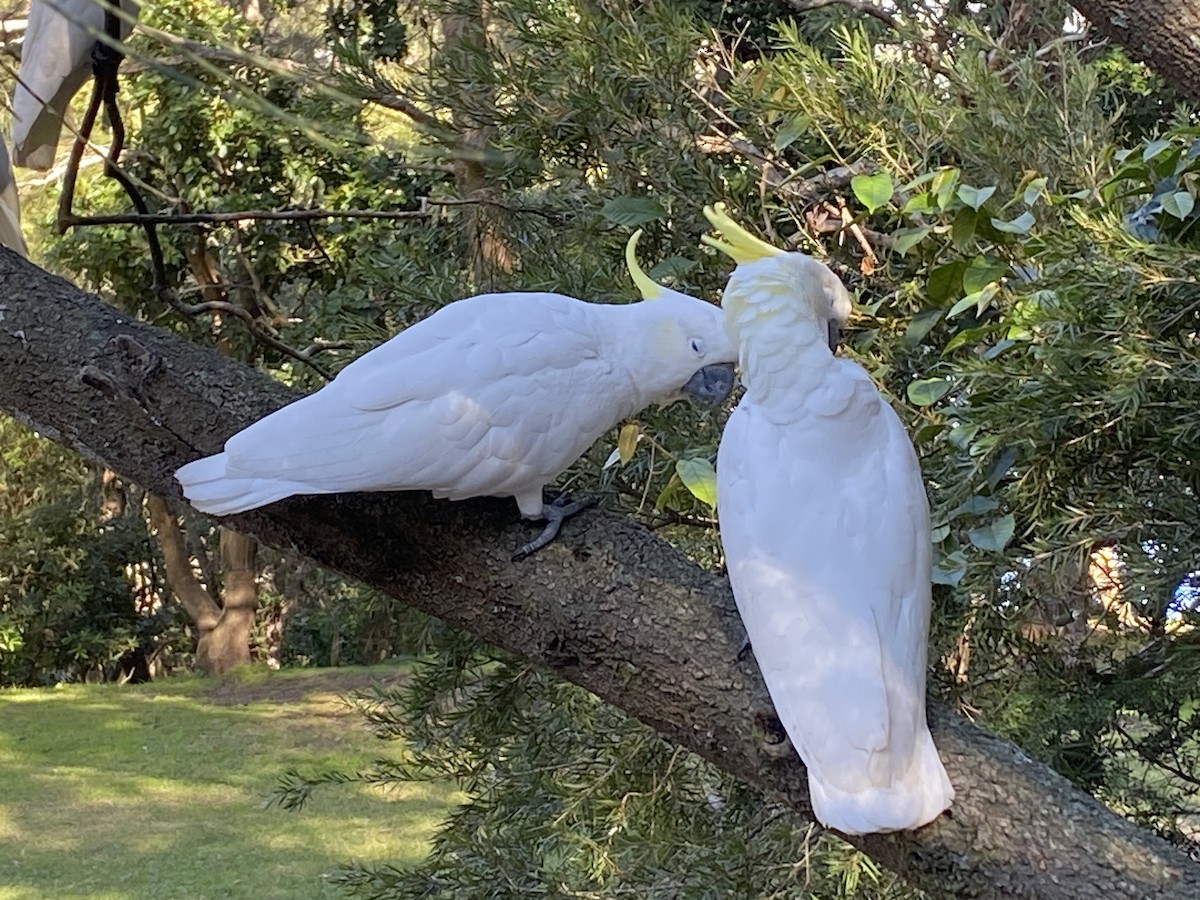 Sulphur-crested Cockatoo - ML619660510