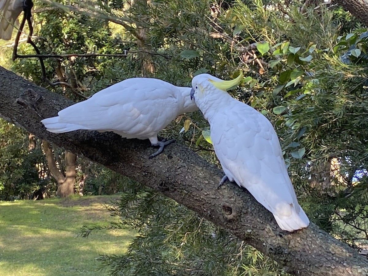 Gelbhaubenkakadu - ML619660511