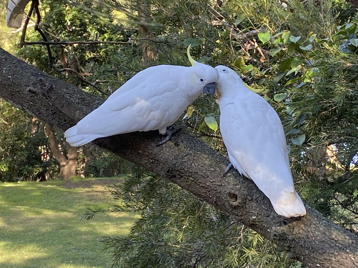 葵花鳳頭鸚鵡 - ML619660512